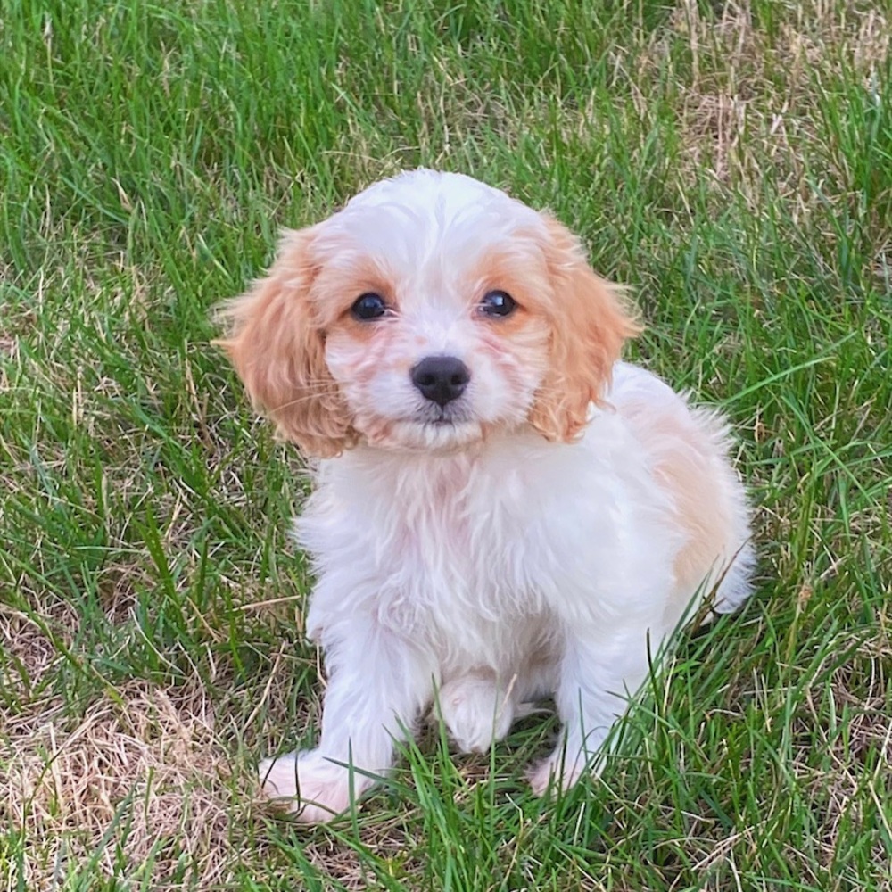 Meet your Posher, Lexie